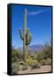 Saguaro Cactus and Flowers-desertsolitaire-Framed Stretched Canvas