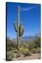 Saguaro Cactus and Flowers-desertsolitaire-Stretched Canvas