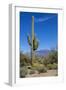 Saguaro Cactus and Flowers-desertsolitaire-Framed Photographic Print