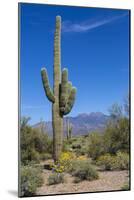 Saguaro Cactus and Flowers-desertsolitaire-Mounted Photographic Print