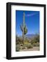 Saguaro Cactus and Flowers-desertsolitaire-Framed Photographic Print