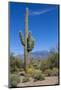 Saguaro Cactus and Flowers-desertsolitaire-Mounted Photographic Print