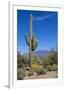 Saguaro Cactus and Flowers-desertsolitaire-Framed Photographic Print