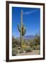 Saguaro Cactus and Flowers-desertsolitaire-Framed Photographic Print