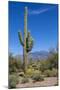 Saguaro Cactus and Flowers-desertsolitaire-Mounted Photographic Print