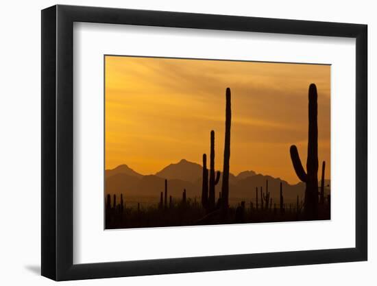 Saguaro Cactus and Mountains, Pima County, Saguaro National Park, Arizona, USA-null-Framed Photographic Print