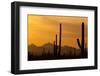 Saguaro Cactus and Mountains, Pima County, Saguaro National Park, Arizona, USA-null-Framed Photographic Print