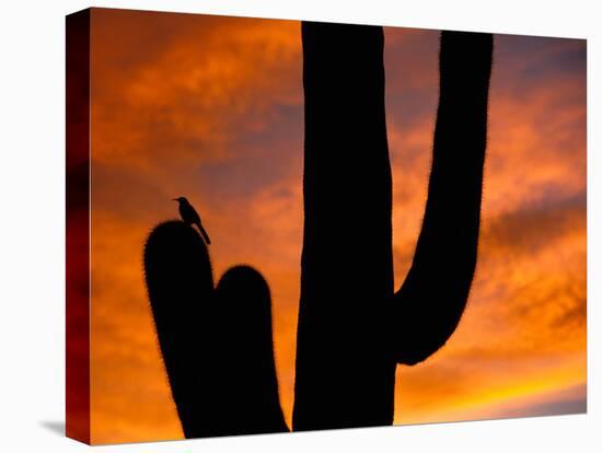 Saguaro Cactus and Wren, Sonoran Desert, Arizona, USA-Marilyn Parver-Stretched Canvas