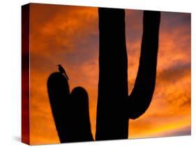 Saguaro Cactus and Wren, Sonoran Desert, Arizona, USA-Marilyn Parver-Stretched Canvas