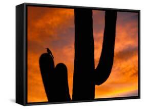 Saguaro Cactus and Wren, Sonoran Desert, Arizona, USA-Marilyn Parver-Framed Stretched Canvas