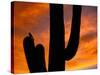 Saguaro Cactus and Wren, Sonoran Desert, Arizona, USA-Marilyn Parver-Stretched Canvas