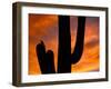 Saguaro Cactus and Wren, Sonoran Desert, Arizona, USA-Marilyn Parver-Framed Photographic Print