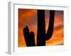 Saguaro Cactus and Wren, Sonoran Desert, Arizona, USA-Marilyn Parver-Framed Photographic Print
