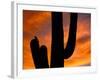 Saguaro Cactus and Wren, Sonoran Desert, Arizona, USA-Marilyn Parver-Framed Photographic Print