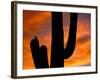 Saguaro Cactus and Wren, Sonoran Desert, Arizona, USA-Marilyn Parver-Framed Photographic Print