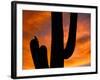 Saguaro Cactus and Wren, Sonoran Desert, Arizona, USA-Marilyn Parver-Framed Photographic Print