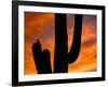 Saguaro Cactus and Wren, Sonoran Desert, Arizona, USA-Marilyn Parver-Framed Photographic Print