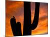 Saguaro Cactus and Wren, Sonoran Desert, Arizona, USA-Marilyn Parver-Mounted Photographic Print