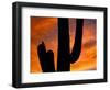 Saguaro Cactus and Wren, Sonoran Desert, Arizona, USA-Marilyn Parver-Framed Photographic Print