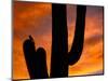 Saguaro Cactus and Wren, Sonoran Desert, Arizona, USA-Marilyn Parver-Mounted Photographic Print