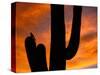 Saguaro Cactus and Wren, Sonoran Desert, Arizona, USA-Marilyn Parver-Stretched Canvas