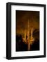 Saguaro Cactus At Night, Arizona-Steve Gadomski-Framed Photographic Print