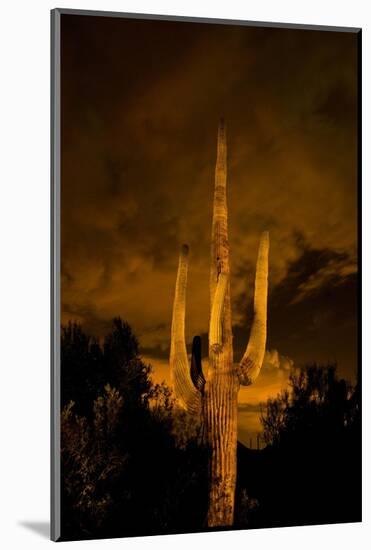Saguaro Cactus At Night, Arizona-Steve Gadomski-Mounted Photographic Print