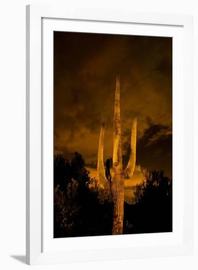 Saguaro Cactus At Night, Arizona-Steve Gadomski-Framed Photographic Print