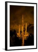 Saguaro Cactus At Night, Arizona-Steve Gadomski-Framed Photographic Print