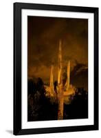 Saguaro Cactus At Night, Arizona-Steve Gadomski-Framed Photographic Print