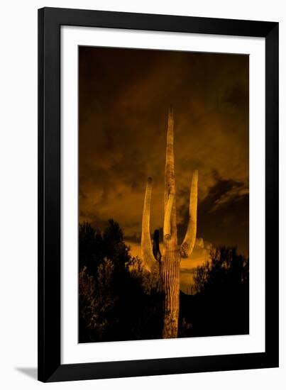 Saguaro Cactus At Night, Arizona-Steve Gadomski-Framed Photographic Print