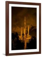 Saguaro Cactus At Night, Arizona-Steve Gadomski-Framed Photographic Print