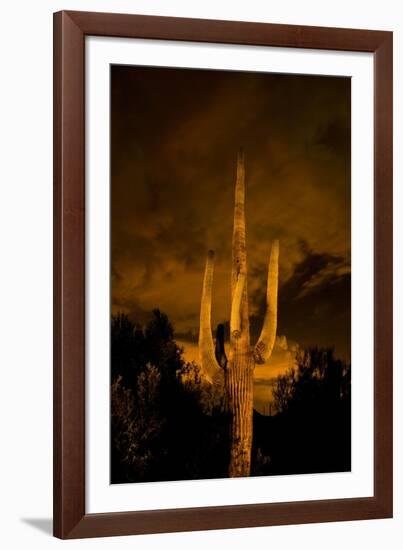 Saguaro Cactus At Night, Arizona-Steve Gadomski-Framed Photographic Print