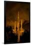 Saguaro Cactus At Night, Arizona-Steve Gadomski-Framed Photographic Print