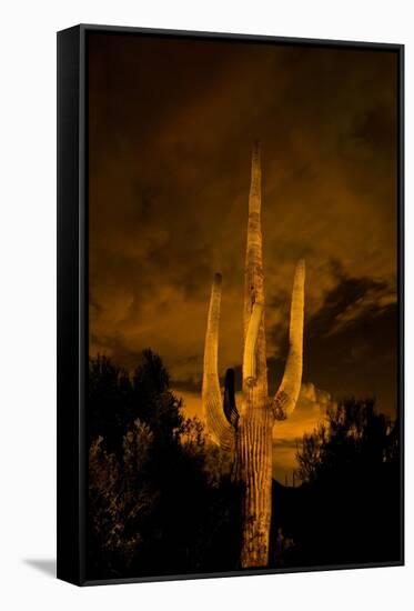 Saguaro Cactus At Night, Arizona-Steve Gadomski-Framed Stretched Canvas