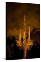 Saguaro Cactus At Night, Arizona-Steve Gadomski-Stretched Canvas