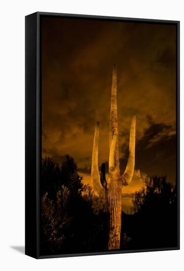 Saguaro Cactus At Night, Arizona-Steve Gadomski-Framed Stretched Canvas