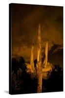 Saguaro Cactus At Night, Arizona-Steve Gadomski-Stretched Canvas