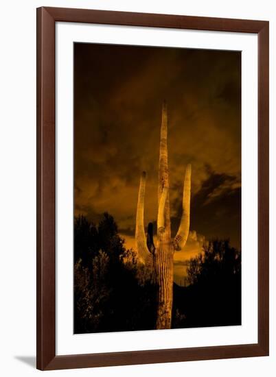 Saguaro Cactus At Night, Arizona-Steve Gadomski-Framed Photographic Print