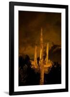 Saguaro Cactus At Night, Arizona-Steve Gadomski-Framed Photographic Print