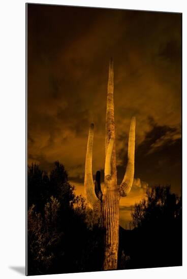 Saguaro Cactus At Night, Arizona-Steve Gadomski-Mounted Photographic Print