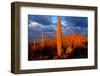 Saguaro cactus at Saguaro National Park, Tucson, Arizona, USA-null-Framed Photographic Print