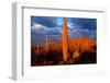 Saguaro cactus at Saguaro National Park, Tucson, Arizona, USA-null-Framed Photographic Print