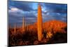 Saguaro cactus at Saguaro National Park, Tucson, Arizona, USA-null-Mounted Photographic Print