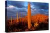 Saguaro cactus at Saguaro National Park, Tucson, Arizona, USA-null-Stretched Canvas