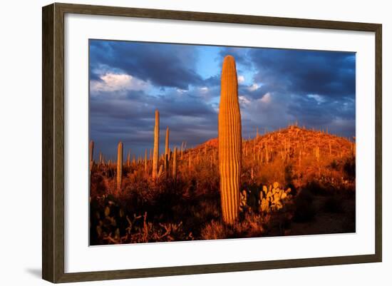 Saguaro cactus at Saguaro National Park, Tucson, Arizona, USA-null-Framed Photographic Print