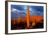 Saguaro cactus at Saguaro National Park, Tucson, Arizona, USA-null-Framed Photographic Print
