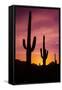 Saguaro Cactus at Sunrise under Gates Pass, Tucson Mountain Park, Arizona-Russ Bishop-Framed Stretched Canvas
