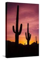 Saguaro Cactus at Sunrise under Gates Pass, Tucson Mountain Park, Arizona-Russ Bishop-Stretched Canvas