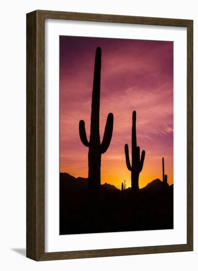 Saguaro Cactus at Sunrise under Gates Pass, Tucson Mountain Park, Arizona-Russ Bishop-Framed Photographic Print